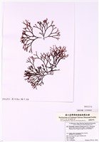 藏品(心形鋸齒藻)的圖片